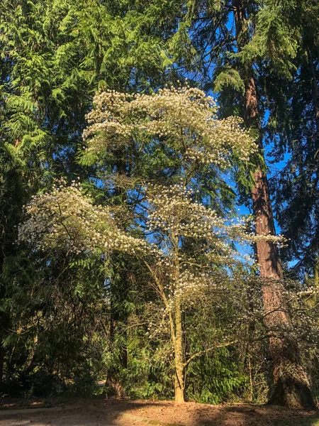 Magnolia Stellata Magnolia Stellata Arbusto Crecimiento Lento Pequeño Árbol Nativo — Foto de Stock