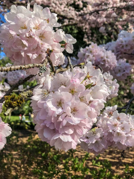 Cereza Yoshino Prunus Yedoensis Una Cereza Híbrida Entre Prunus Speciosa — Foto de Stock