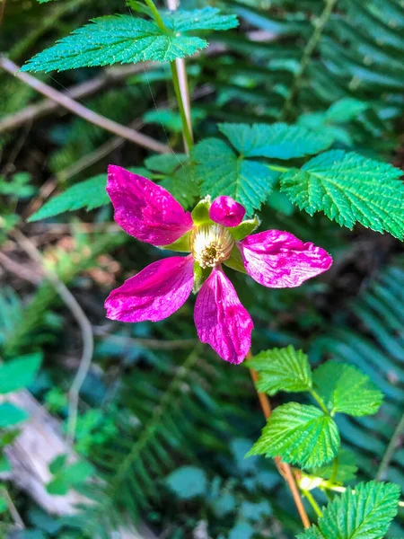 Salmonberry Rubus Spectabilis Είναι Ένα Είδος Αγριοτριανταφυλλιάς Στην Οικογένεια Των — Φωτογραφία Αρχείου