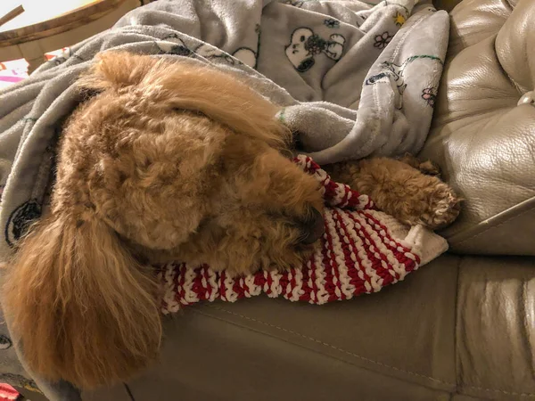 Avustralya Labradoodle Labrador Retriever Fino Cocker Spaniel Karışımıdır — Stok fotoğraf