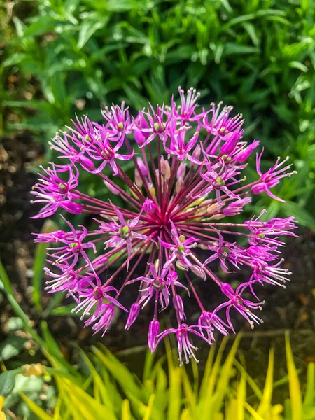 Cebola Gigante Allium Giganteum Uma Espécie Asiática Cebola Nativa Centro — Fotografia de Stock