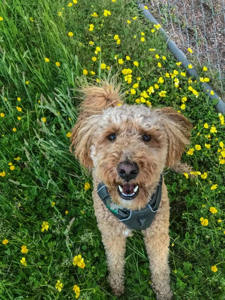 Australian Labradoodle Een Mix Tussen Labrador Retriever Poodle Cocker Spaniel — Stockfoto