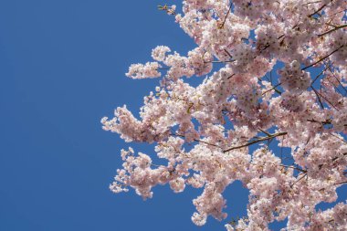 Yoshino kirazı (Prunus yedoensis), Prunus speciosa (Oshima zakura) ile Prunus pendula f. ascendens (Edo higan) arasında bir melez kirazdır.