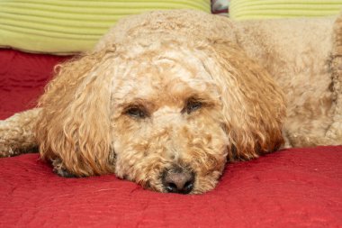 Avustralya Labradoodle, Labrador Retriever, Fino ve Cocker Spaniel 'in karışımıdır..