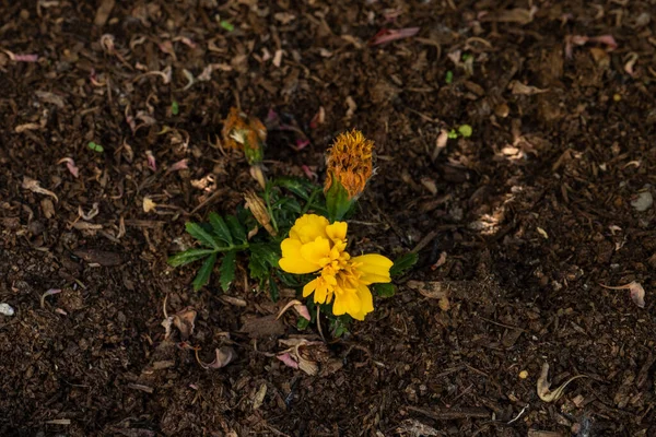 Ringelblume Calendula Officinalis Ist Eine Blühende Pflanze Aus Der Familie — Stockfoto