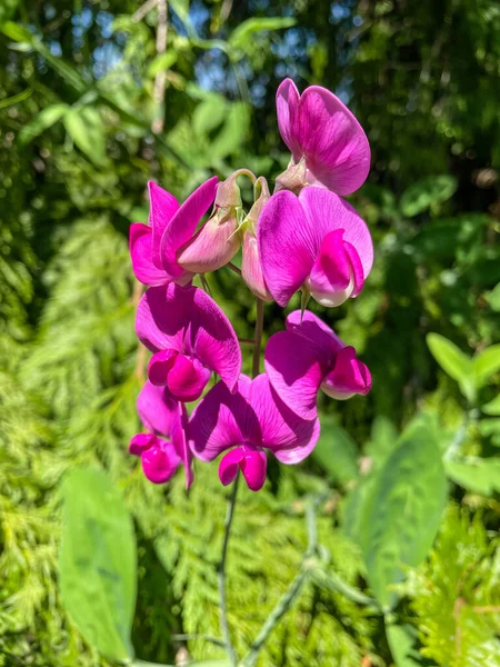 Broad Leaved Everlasting Pea Lathyrus Latifolius Robust Sprawling Herbaceous Perennial — Stock Photo, Image