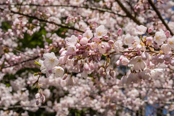 Yoshino Cherry Prunus Yedoensis Hybrid Körsbär Mellan Prunus Speciosa Oshima — Stockfoto