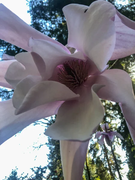 Magnolia Sargentiana Magnoliaceae Familyasından Bir Bitki Türü Sichuan Yunnan Meydana — Stok fotoğraf