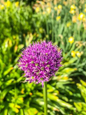 Dev soğan (Allium giganteum), Orta ve Güneybatı Asya 'da yetişen Asya kökenli bir soğan türüdür..
