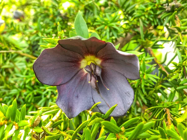 Lenten Rose Helleborus Orientalis Perenn Blommande Och Arter Hellebore Smörblomma — Stockfoto