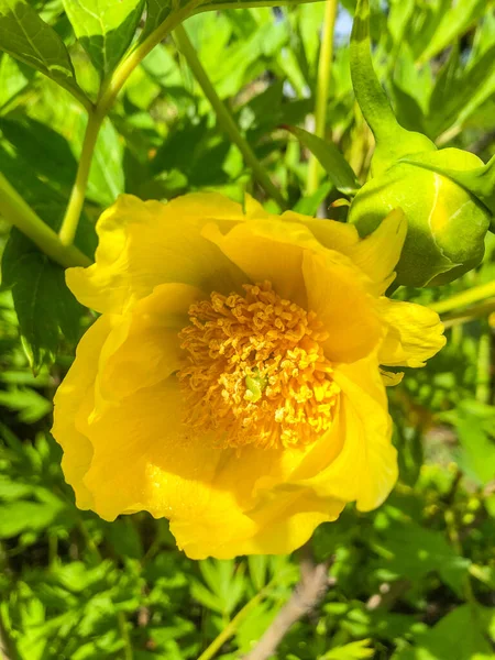 Smörblomma Ranunculus Acris Blomsterväxt Familjen Ranunculaceae Och Vanligaste Smörblommorna Europa — Stockfoto