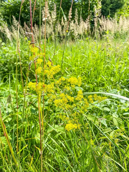 Paja Amarilla Galium Verum Una Planta Herbácea Perenne Familia Rubiaceae — Foto de Stock