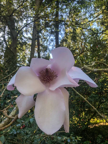 Magnolia Sargentiana Art Blommande Familjen Magnoliaceae Det Endemiskt Till Kina — Stockfoto