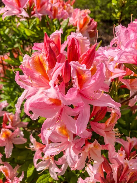 Azáleas São Arbustos Floridos Gênero Rhododendron Azáleas Florescem Primavera Suas — Fotografia de Stock
