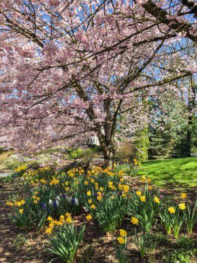 Yoshino kirazı (Prunus yedoensis), Prunus speciosa (Oshima zakura) ile Prunus pendula f. ascendens (Edo higan) arasında bir melez kirazdır.