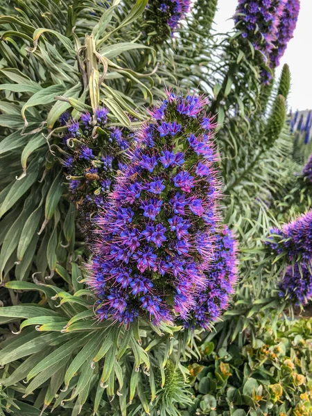 Pride Madera Echium Candicans Gatunek Rośliny Rodziny Boraginaceae Boraginaceae Jest — Zdjęcie stockowe