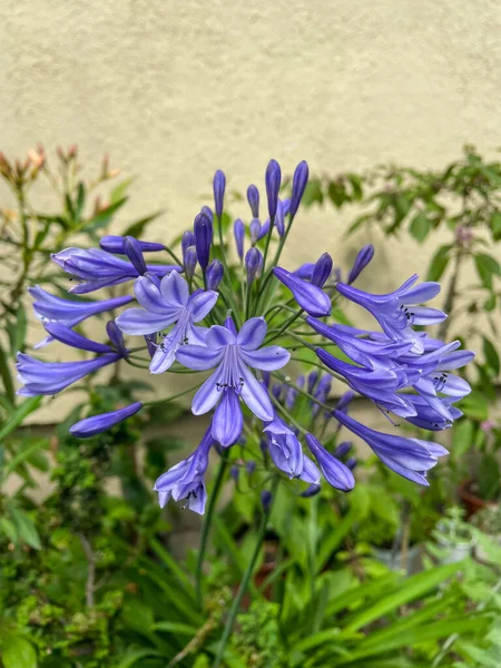 Nil Zambağı Agapanthus Praecox Özellikle Akdeniz Iklimlerinde Dünya Çapında Popüler — Stok fotoğraf