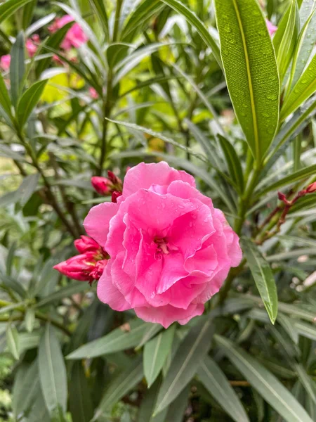 Nerium Oleander Uma Espécie Planta Com Flor Pertencente Família Apocynaceae — Fotografia de Stock