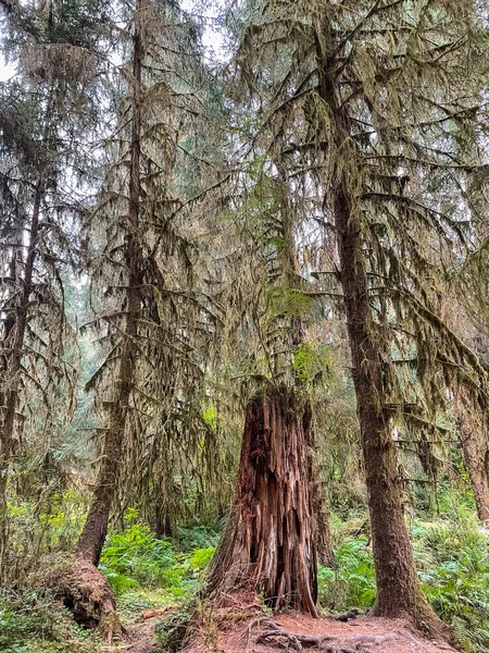 Hoh Rainforest Encuentra Península Olímpica Noroeste Del Pacífico Encuentra Oeste —  Fotos de Stock