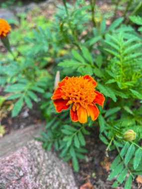 Marigold (Tagetes erecta), Meksika ve Orta Amerika 'da yaşayan bir tür..