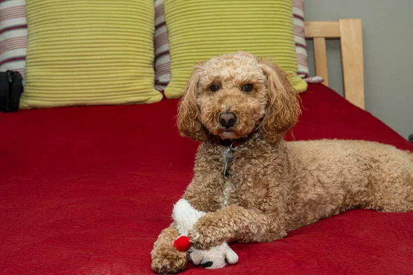 Australian Labradoodle Смесь Лабрадорского Ретривера Пуделя Кокер Спаниеля — стоковое фото