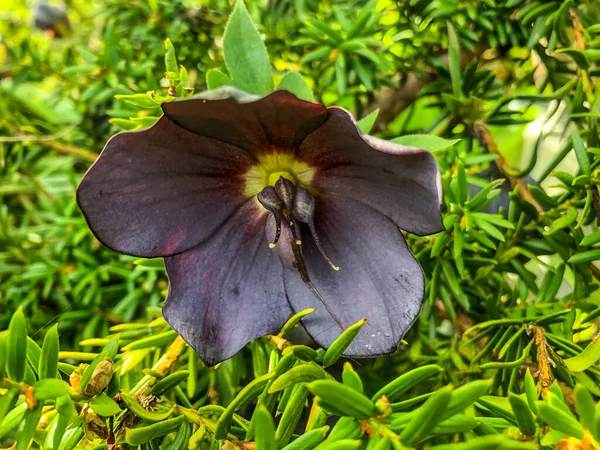 Helleborus Orientalis Een Plant Uit Boterbloemenfamilie Ranunculacea — Stockfoto