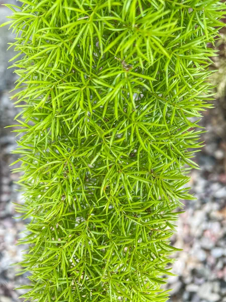 Szparagi Plume Asparagus Densiflorus Jest Wiecznie Zieloną Rośliną Wieloletnią Ściśle — Zdjęcie stockowe
