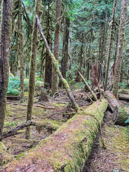 Sol Duc Falls Sol Duc Valley Kallas Vackraste Fallen Olympic — Stockfoto