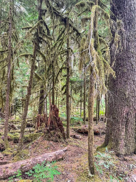 Die Sol Duc Falls Sol Duc Valley Werden Als Die — Stockfoto