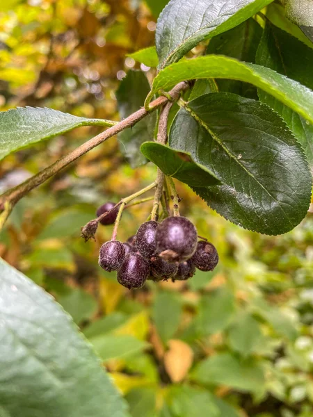 Aronia Melanocarpa Uma Espécie Arbustos Família Das Rosas Nativas Leste — Fotografia de Stock