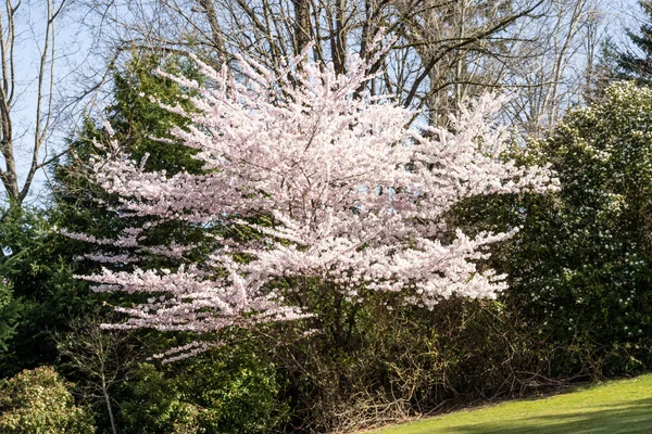 Yoshino Ciliegia Prunus Yedoensis Una Ciliegia Ibrida Tra Prunus Speciosa — Foto Stock