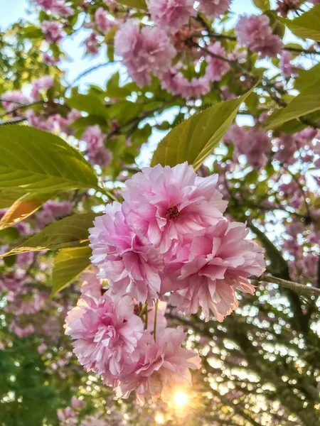 Prunus Kanzan Kanzan Een Bloeiende Kersencultivar Het Werd Ontwikkeld Edo — Stockfoto