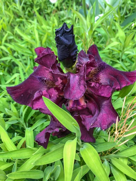 Iris Germanica Uma Planta Com Flor Família Iridaceae — Fotografia de Stock