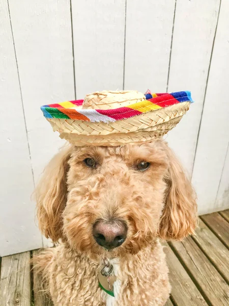 Mocha Celebra Cinco Maya Con Sombrero Sombrero — Foto de Stock