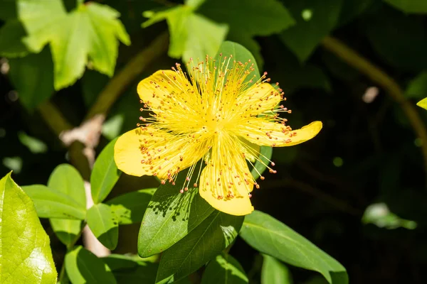 Johannesört Hypericum Calycinum Art Buskage Eller Lågväxande Buske Den Blommande — Stockfoto