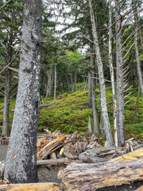 Rialto Beach, Washington eyaletinin Pasifik Okyanusu 'nda yer alan bir plajdır. = = Coğrafi konumu = = Quillayute Nehri 'nin ağzındaki Olimpiyat Ulusal Parkı' ndaki Mora Kampı 'nın bitişiğinde yer alır ve bir okyanus plajı ve kıyı ormanından oluşur. Milyonlarca.