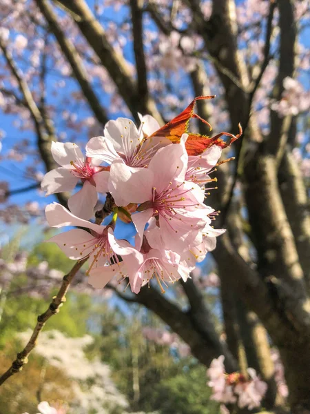 Taiwanese Kers Prunus Campanulata Een Kersensoort Uit Familie Van Prunus — Stockfoto