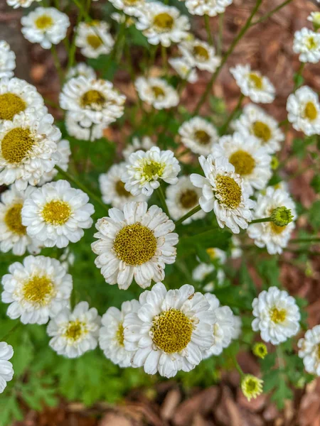 Tanacetum Parthenium Uma Espécie Angiospérmica Família Asteraceae Pode Ser Cultivado — Fotografia de Stock