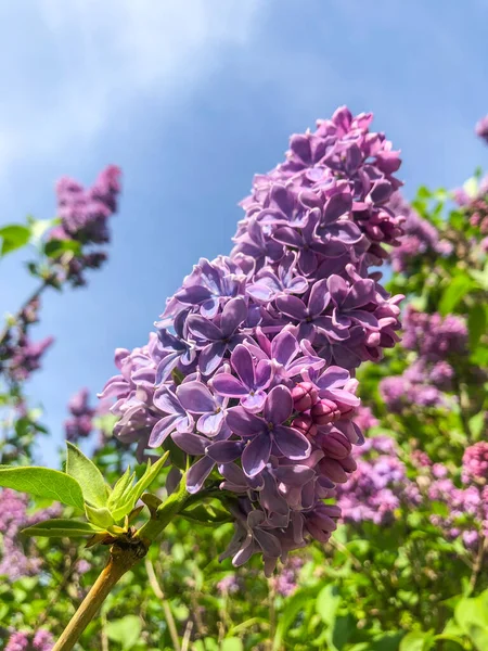 Syringa Vulgaris Una Especie Planta Con Flores Perteneciente Familia Oleaceae —  Fotos de Stock