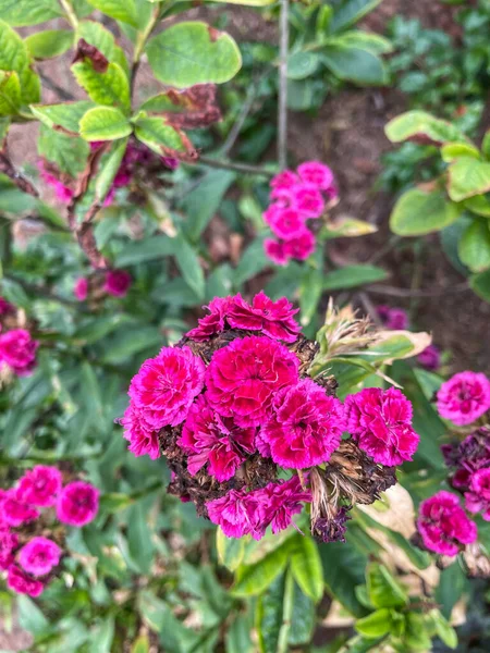 Sweet William Dianthus Barbatus Species Dianthus Native Southern Europe Parts — Stock Photo, Image