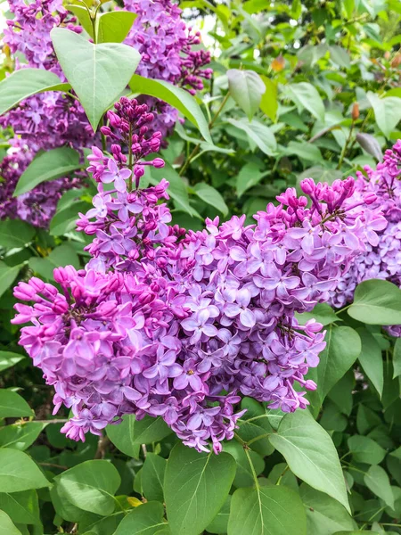 Syringa Vulgaris Una Especie Planta Con Flores Perteneciente Familia Oleaceae —  Fotos de Stock