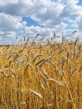 Çavdar (Secale tahıl), tohum, hasat ve tarla mahsulü olarak yaygın olarak yetiştirilen bir ottur..