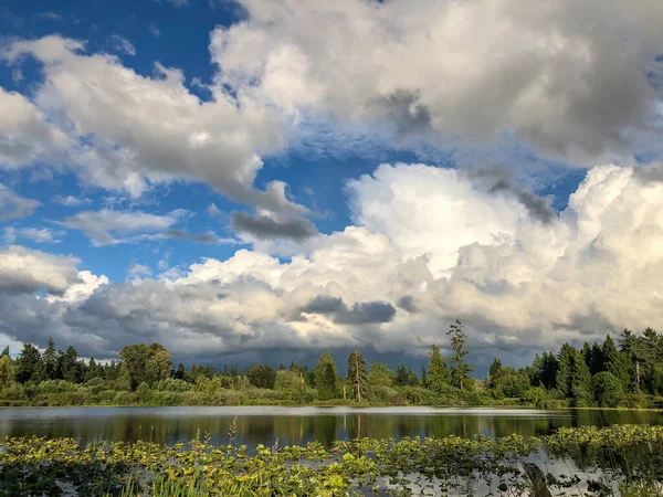 Larsen Lake Blueberry Farm Est Endroit Idéal Pour Cueillir Vos — Photo