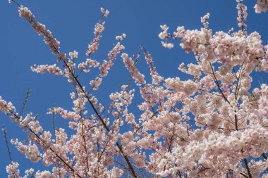 Yoshino kirazı (Prunus yedoensis), Prunus speciosa (Oshima zakura) ile Prunus pendula f. ascendens (Edo higan) arasında bir melez kirazdır.