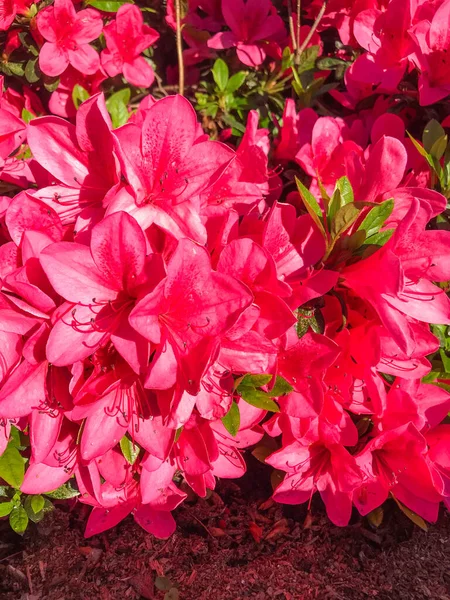 Las Azaleas Son Arbustos Con Flores Del Género Rhododendron Azaleas —  Fotos de Stock