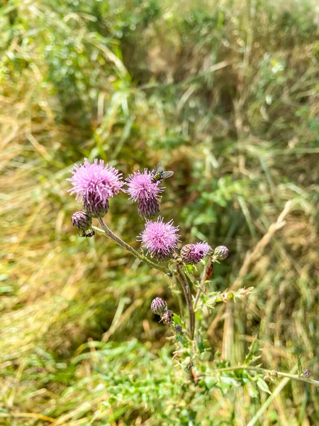 Oset Kędzierzawy Carduus Crispus Dwuletnie Zioło Rodziny Astrowatych Asteraceae Pochodzi — Zdjęcie stockowe