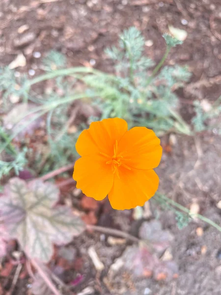 カリフォルニアケシ California Poppy アメリカ合衆国やメキシコに自生する科Papaveraceae カリフォルニア州の公式州花である — ストック写真