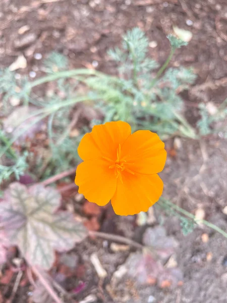 California Mak Eschscholzia Californica Gatunek Rośliny Kwitnącej Rodziny Papaveraceae Pochodzi — Zdjęcie stockowe