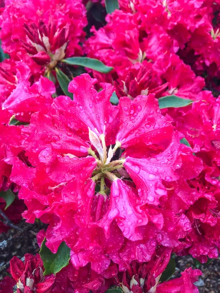 Rhododendron Çayırgiller Ericaceae Familyasından 024 Ağaçlık Bir Bitki Cinsidir — Stok fotoğraf