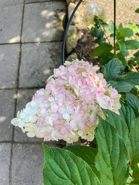 Die Großblättrige Hortensie Hydrangea Macrophylla Ist Eine Blütenpflanze Aus Der — Stockfoto